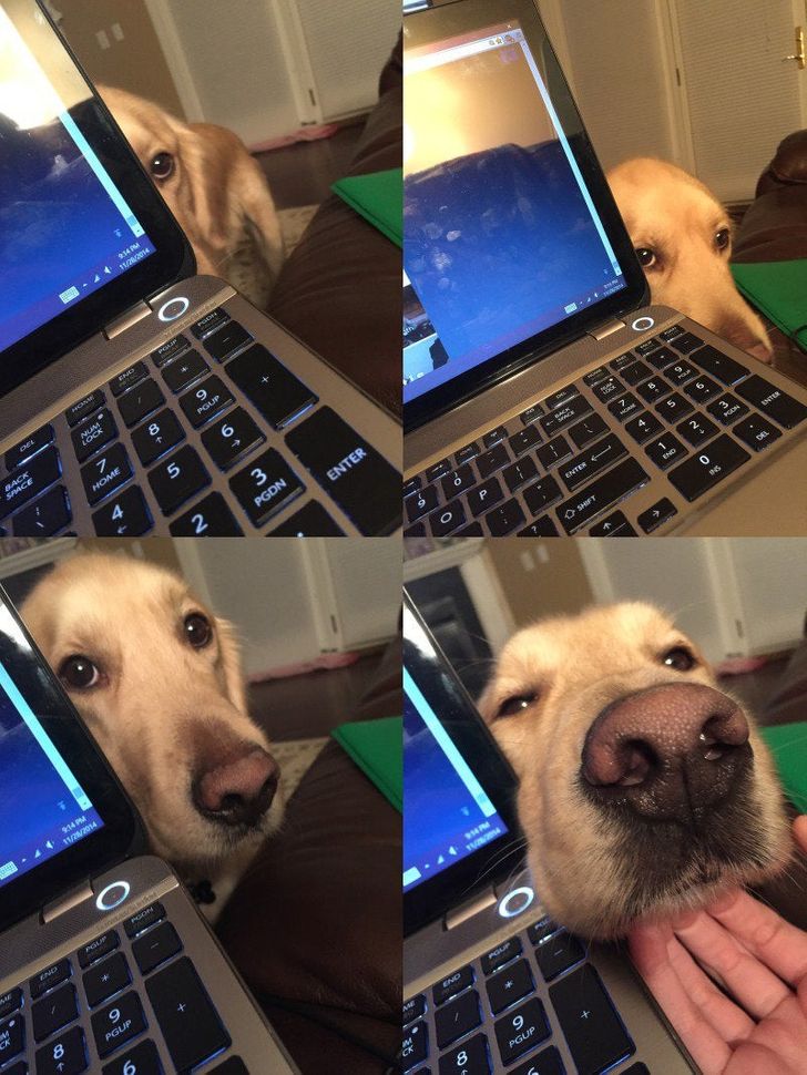 kedvencek nem bírnak a gazdi nélkül lenni1