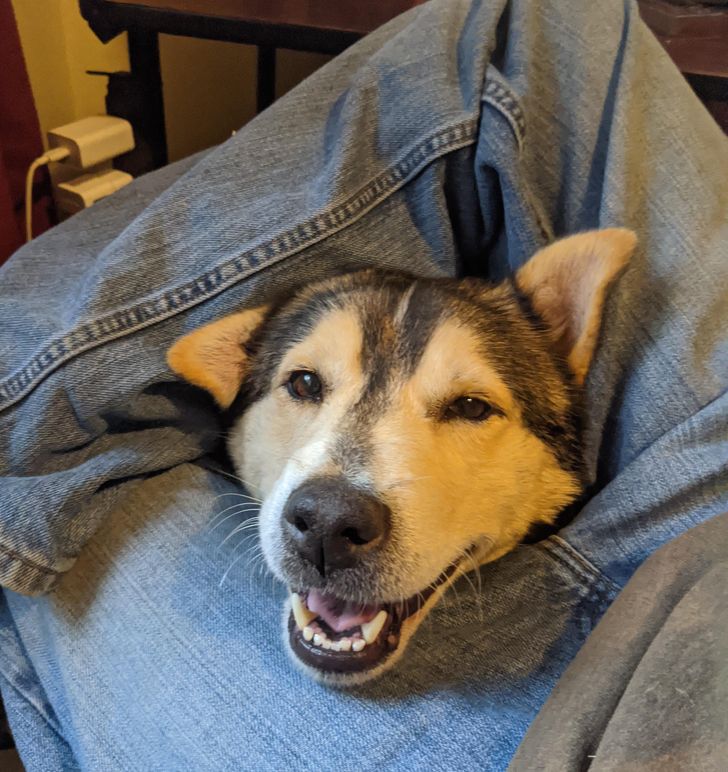 kedvencek nem bírnak a gazdi nélkül lenni2