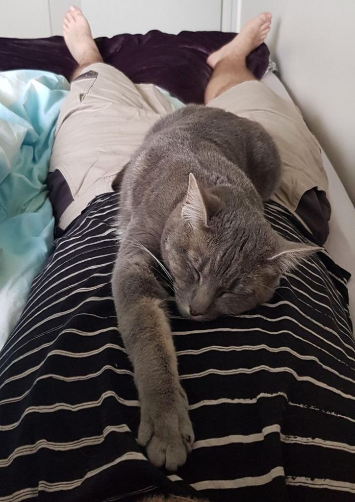 kedvencek nem bírnak a gazdi nélkül lenni8