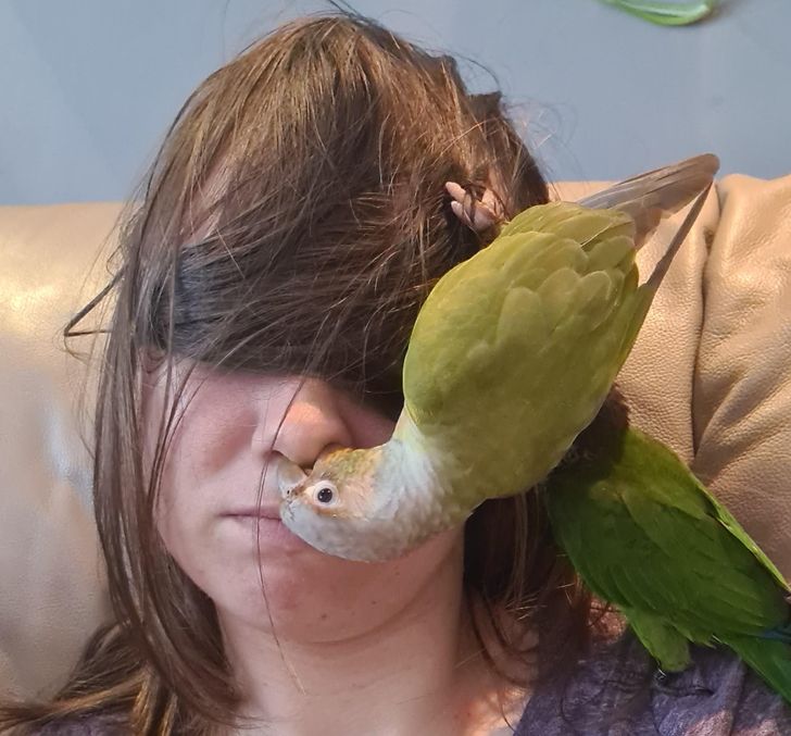 kedvencek nem bírnak a gazdi nélkül lenni9