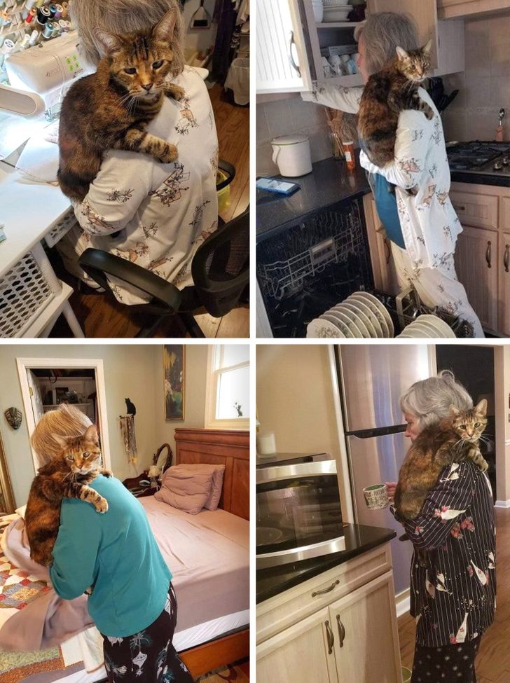 kedvencek nem bírnak a gazdi nélkül lenni11