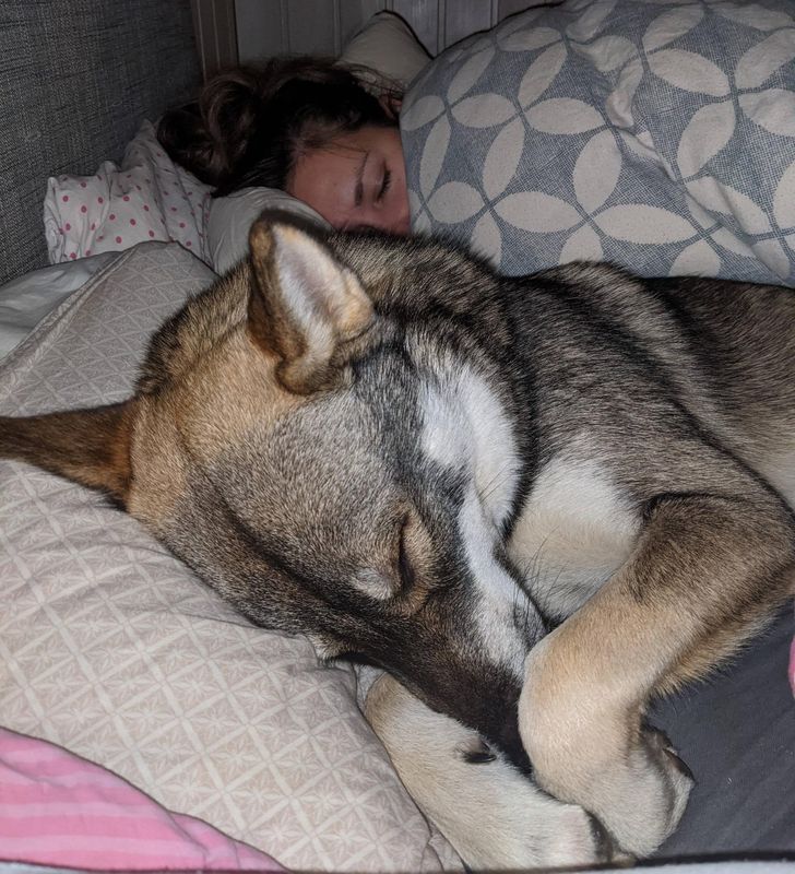 kedvencek nem bírnak a gazdi nélkül lenni12