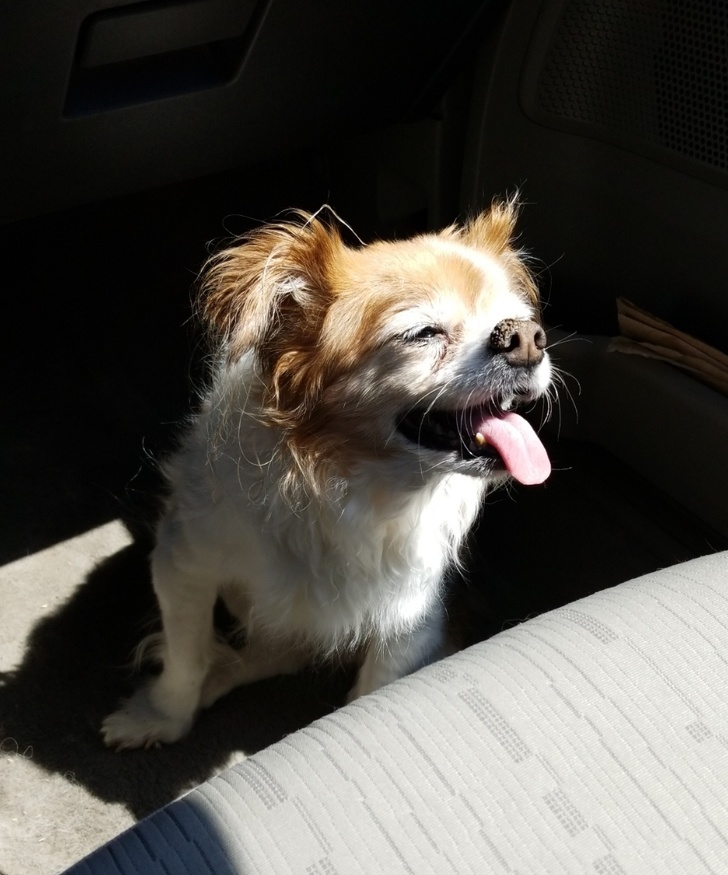 idős kutyák szeretik a gazdit3