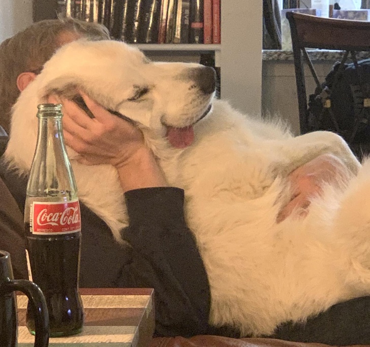 házikedvencek nem ismerik a tilost1