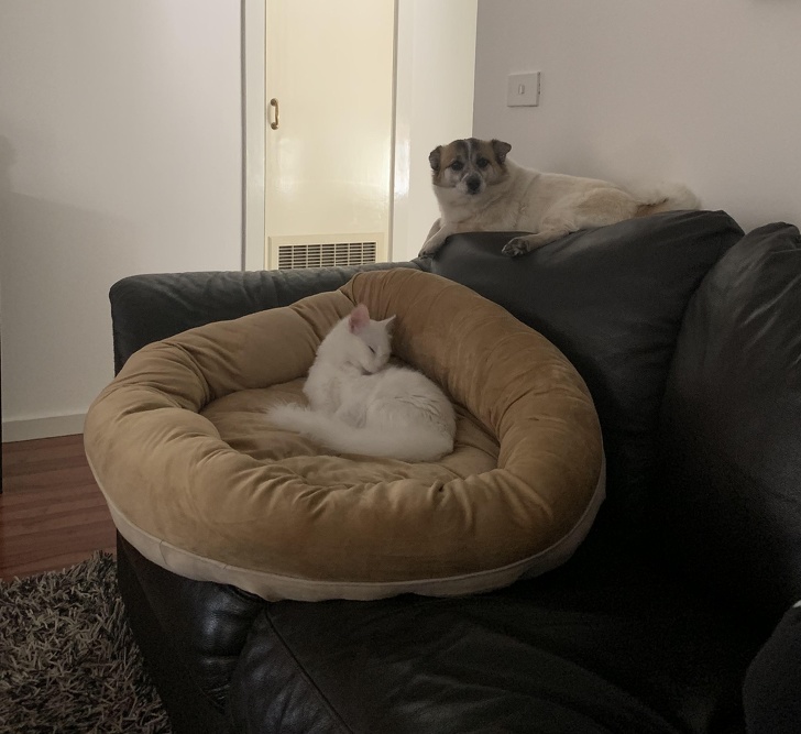 házikedvencek nem ismerik a tilost10