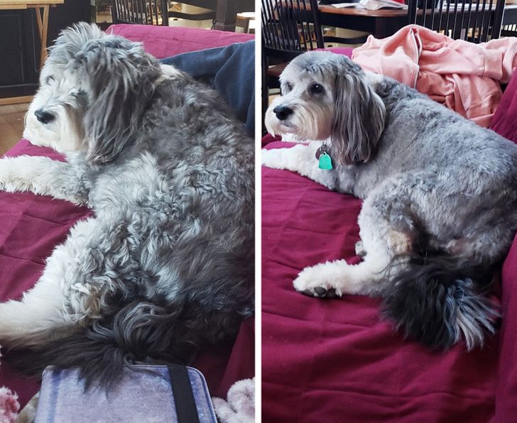 kutyák átváltoztak a kozmetikusnál