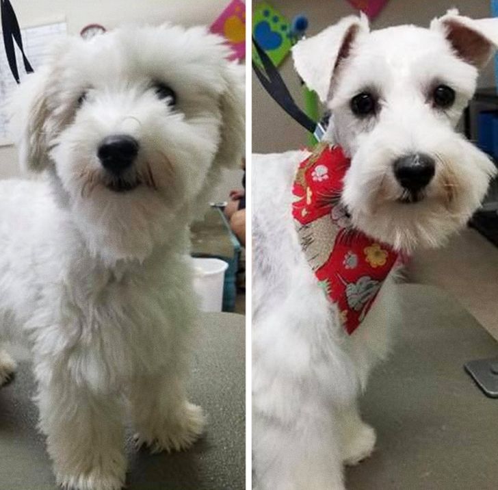 kutyák átváltoztak a kozmetikusnál