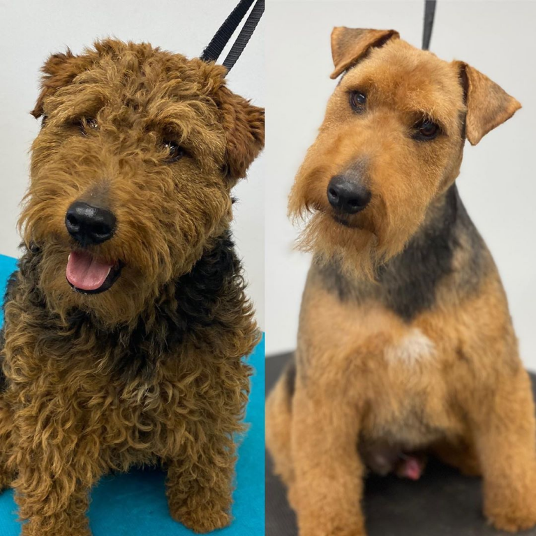 kutyák átváltoztak a kozmetikusnál