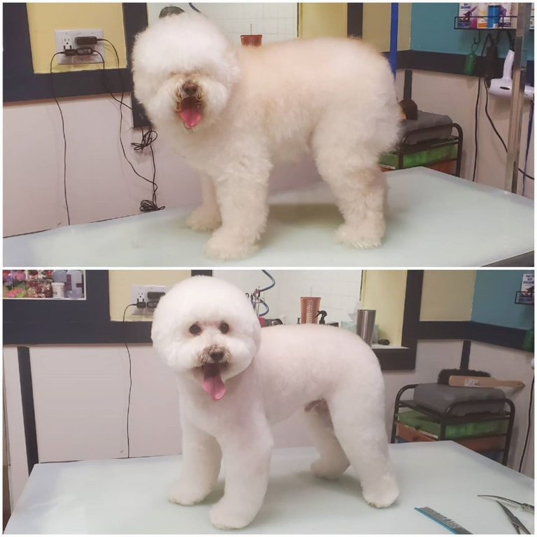 kutyák átváltoztak a kozmetikusnál