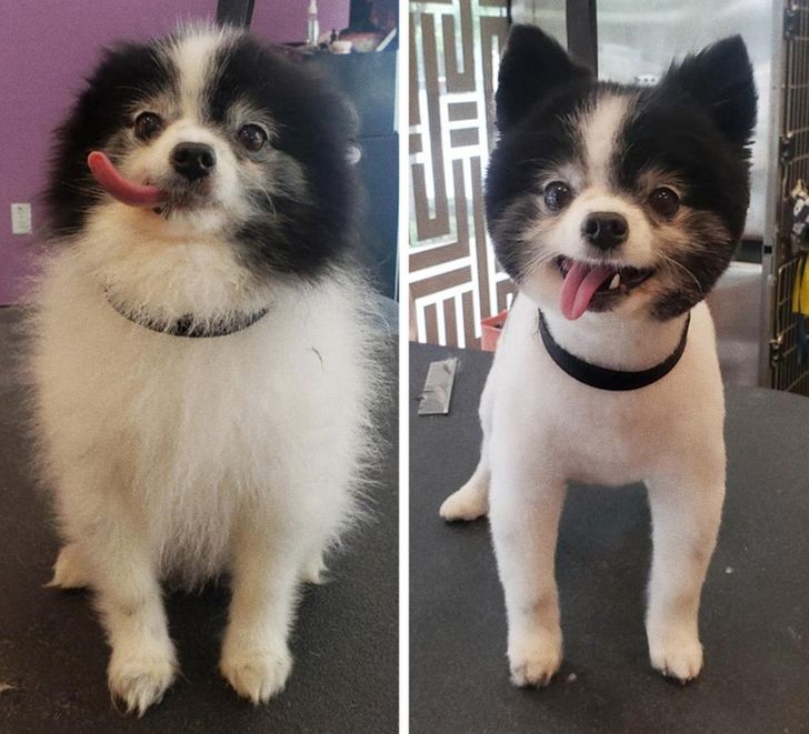 kutyák átváltoztak a kozmetikusnál