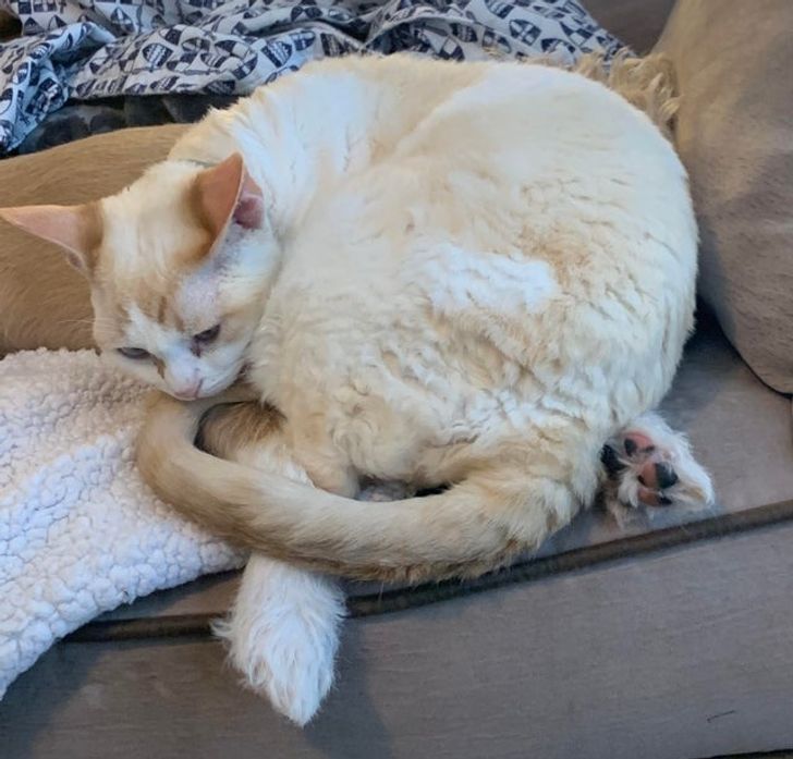 kutyák és macskák tökéletes párost alkotnak2