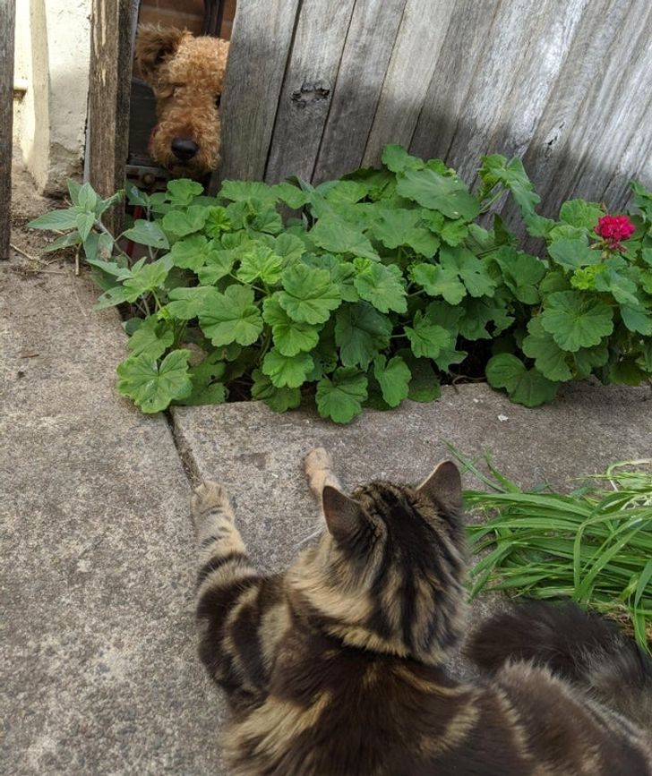 kutyák és macskák tökéletes párost alkotnak7