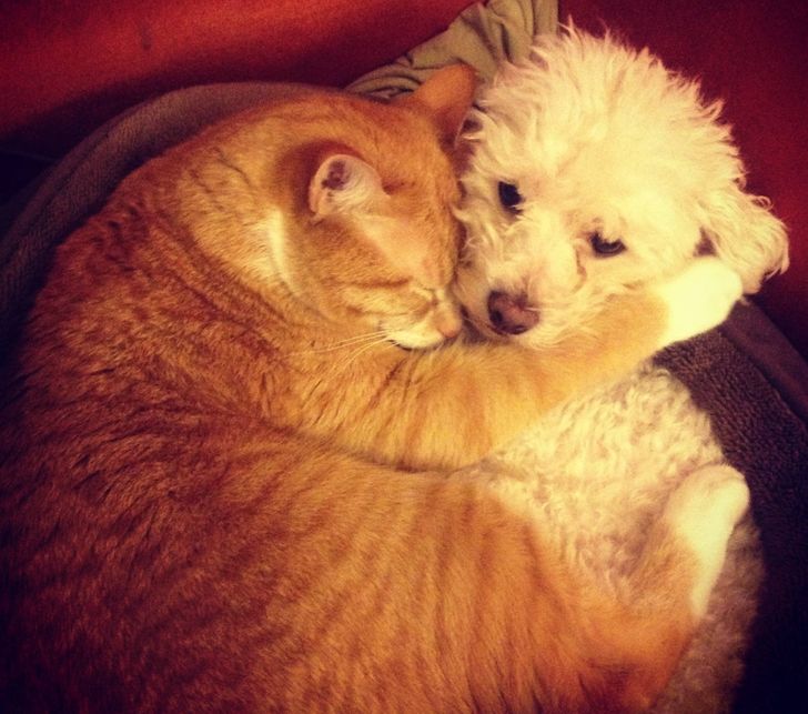 kutyák és macskák tökéletes párost alkotnak9