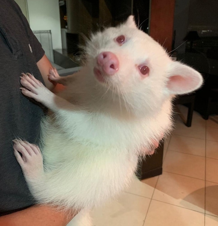 elviselhetetlenül cuki állatok6