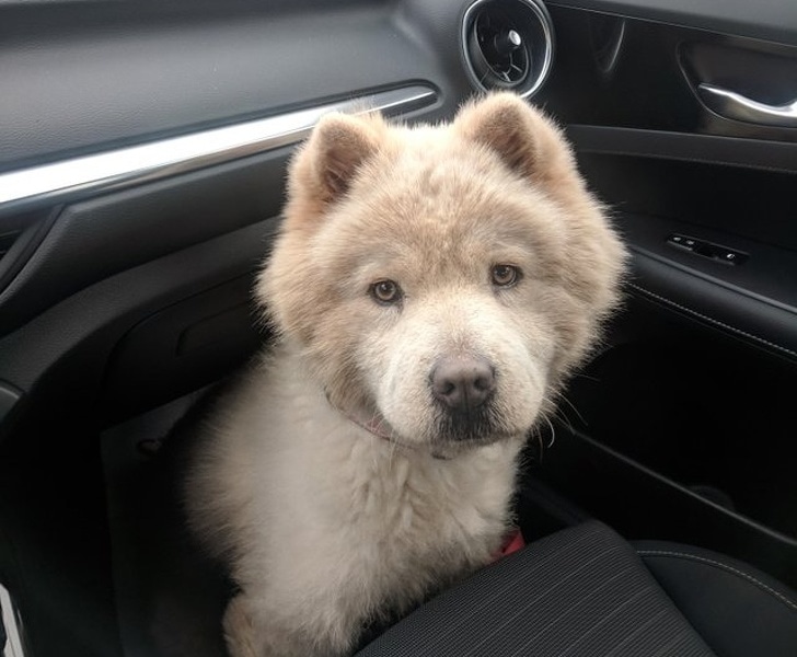 elviselhetetlenül cuki állatok10