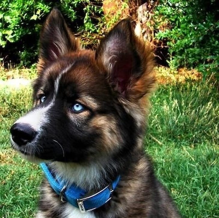 elviselhetetlenül cuki állatok11