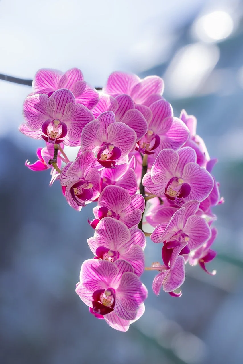 orchidea növény virág