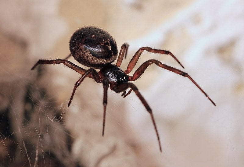 Egy mérgező pókfaj terjed Európában - a csípése rendkívül súlyos következményekkel járhat