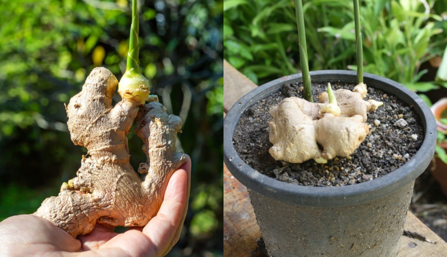Как вырастить корень имбиря в домашних условиях фото пошагово